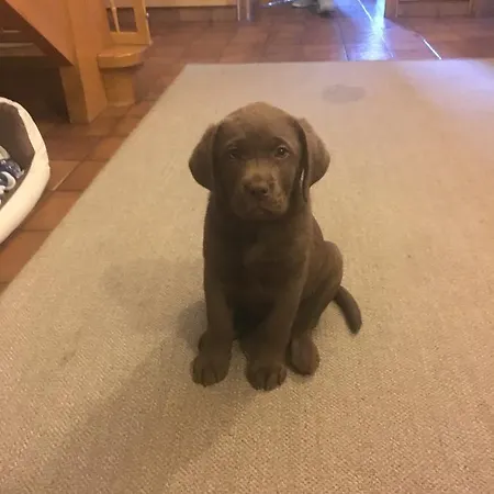 Kollehof Apartment Krumpendorf