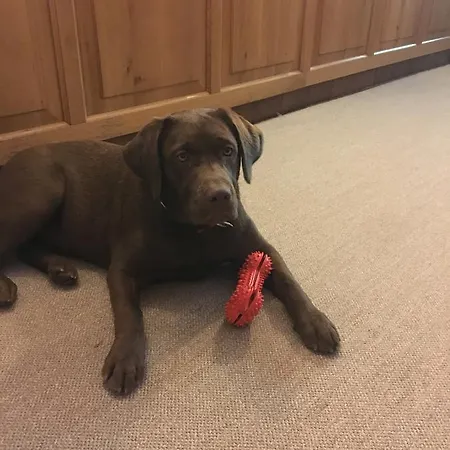 Apartment Kollehof Krumpendorf