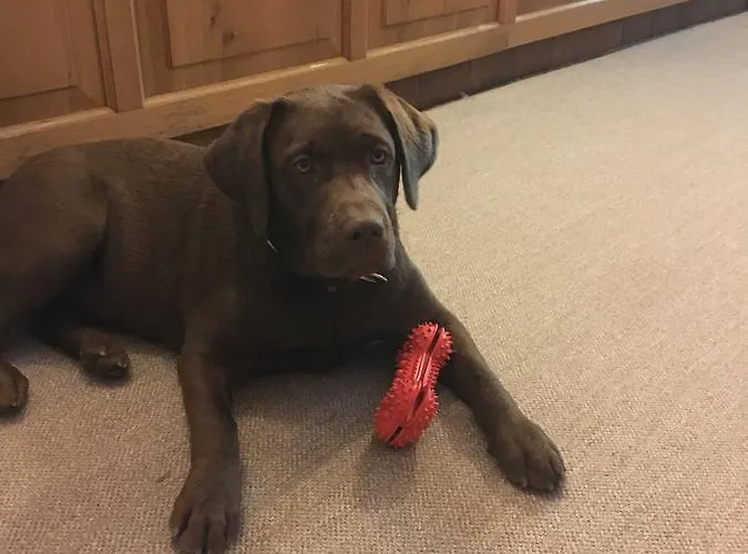 Апартаменты Kollehof Крумпендорф